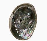 Abalone Shell