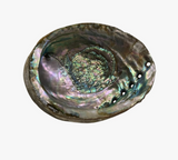 Abalone Shell