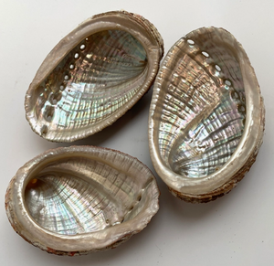 Abalone Shell