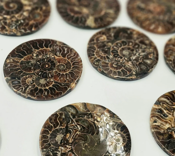 Ammonite Fossil Coasters