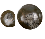 Goniatite Fossil - Buttons