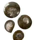 Goniatite Fossil - Buttons